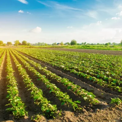 young-eggplants-grow-field-vegetable-rows-agriculture-farming-farmlands-landscape-agricultural-land-young-eggplants-120398818